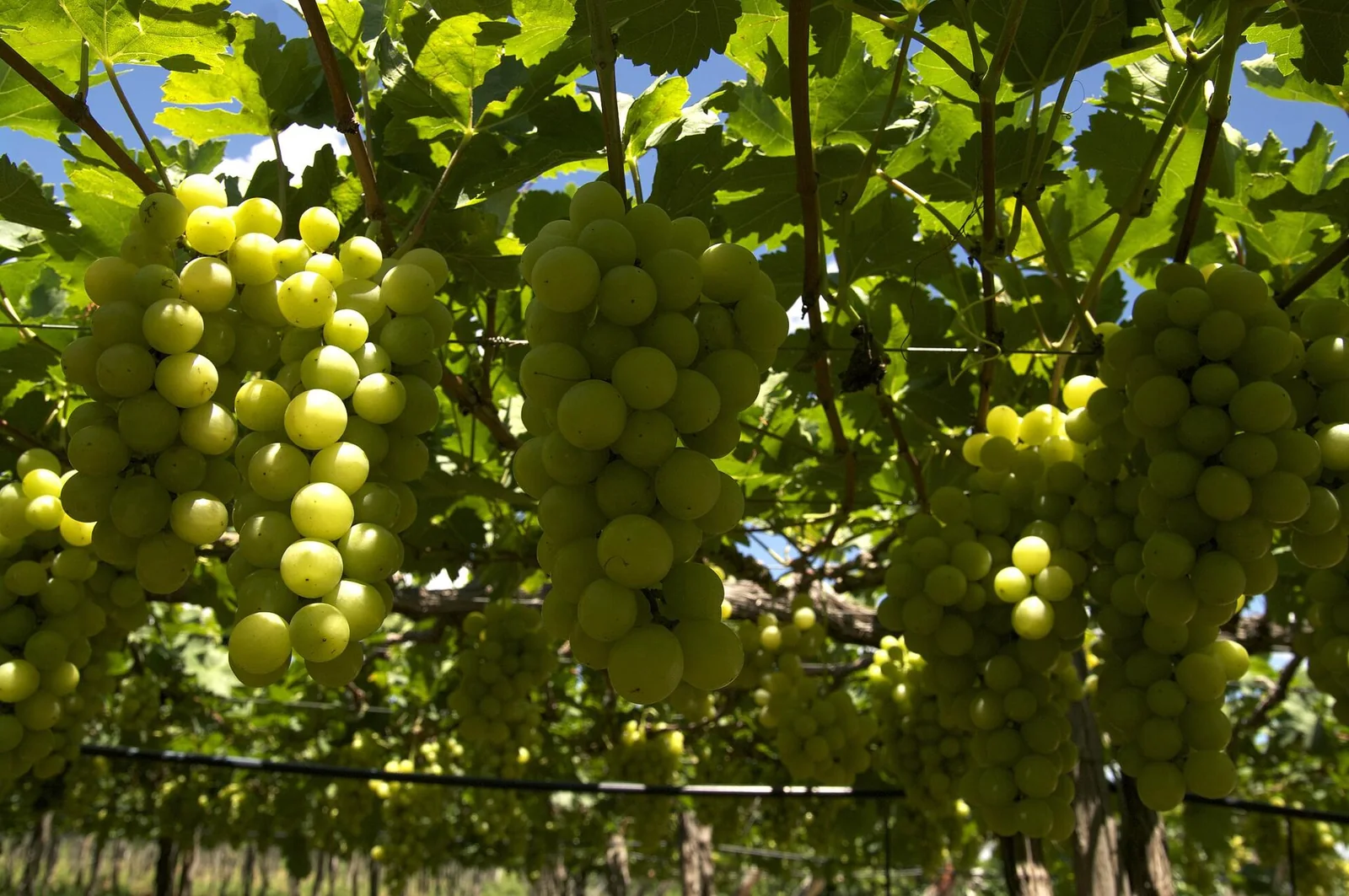 Cachos de uvas verdes entre folhas de um parreiral no Vale do São Francisco.